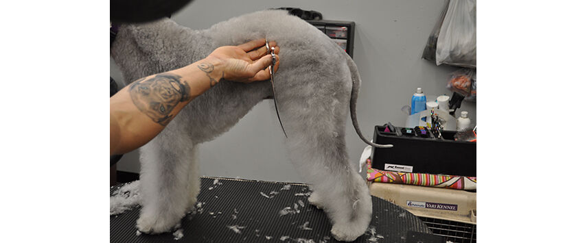 How to Groom a Bedlington Terrier